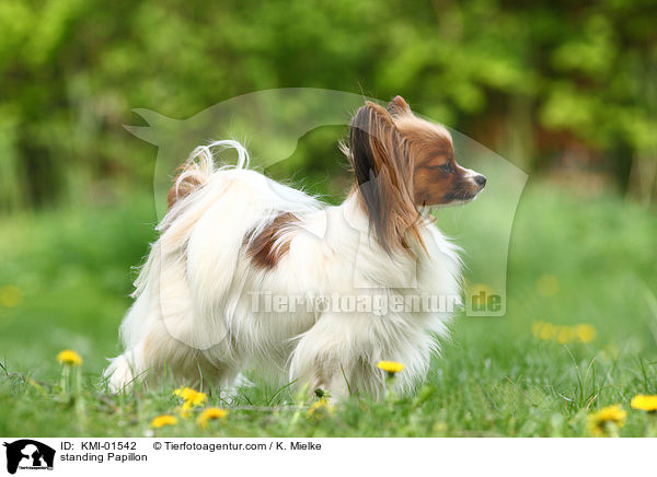 stehender Papillon / standing Papillon / KMI-01542