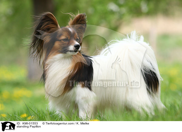 stehender Papillon / standing Papillon / KMI-01553