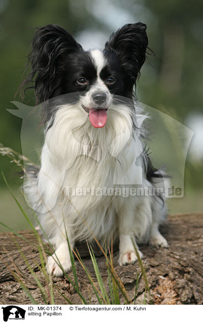 sitzender Papillon / sitting Papillon / MK-01374
