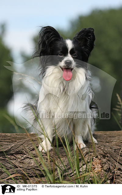 sitzender Papillon / sitting Papillon / MK-01375