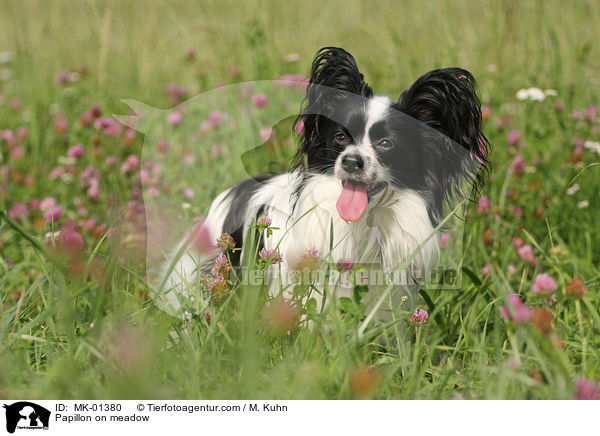Papillon auf Wiese / Papillon on meadow / MK-01380