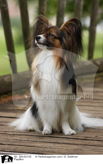 Papillon / Papillon / DG-02135