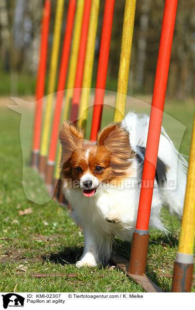 Papillon beim Agility / Papillon at agility / KMI-02307
