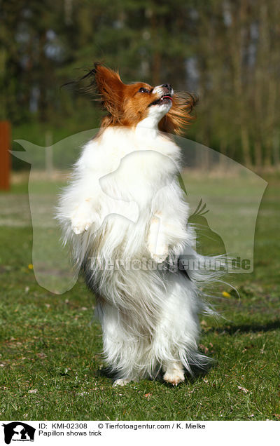 Papillon macht Mnnchen / Papillon shows trick / KMI-02308