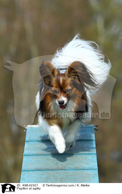 Papillon beim Agility / Papillon at agility / KMI-02321