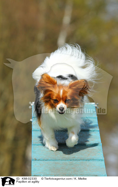 Papillon beim Agility / Papillon at agility / KMI-02330
