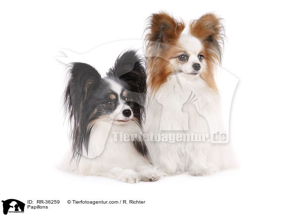 Papillons / Papillons / RR-36259