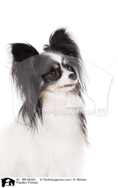 Papillon Portrait / Papillon Portrait / RR-36263