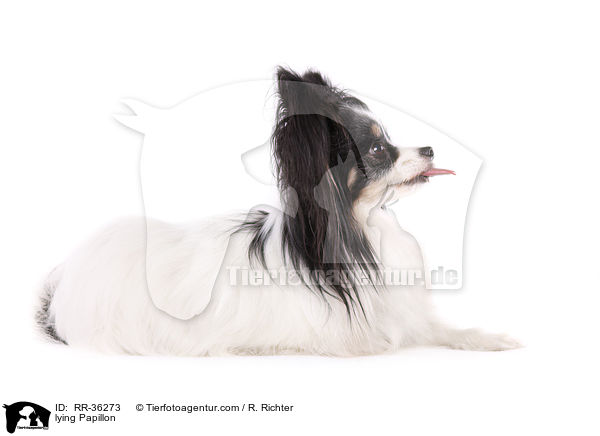 liegender Papillon / lying Papillon / RR-36273