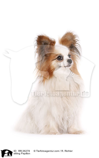 sitzender Papillon / sitting Papillon / RR-36278