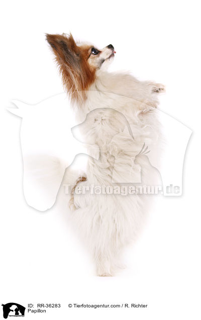 Papillon / Papillon / RR-36283