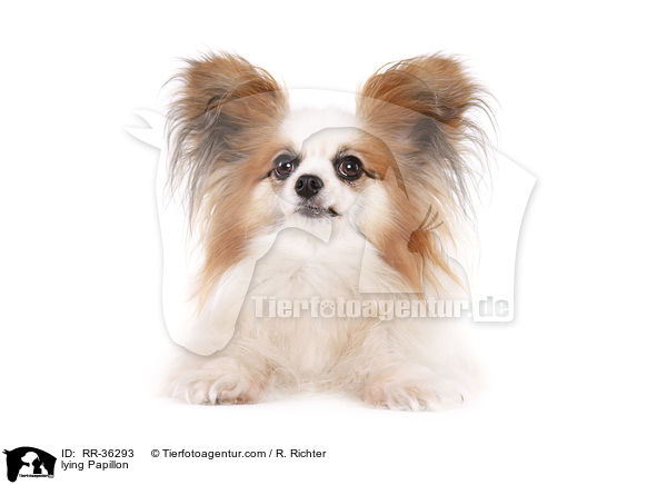 lying Papillon / RR-36293