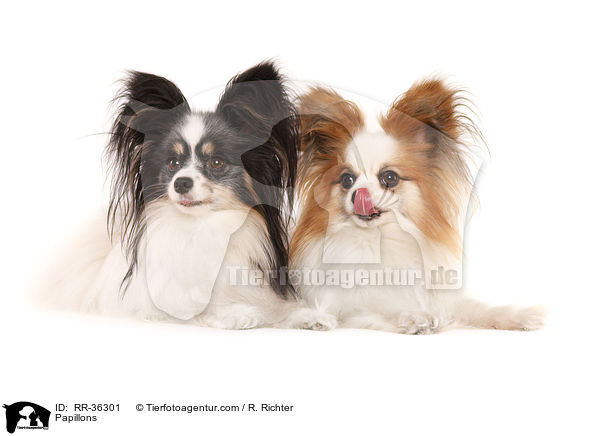 Papillons / Papillons / RR-36301