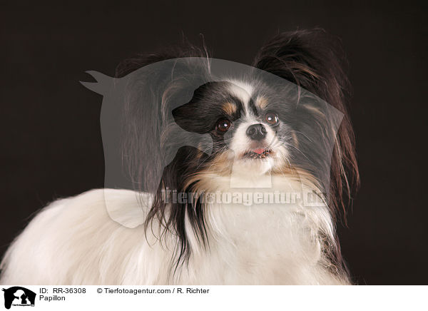 Papillon / RR-36308