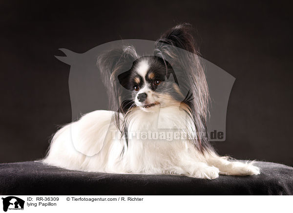 liegender Papillon / lying Papillon / RR-36309