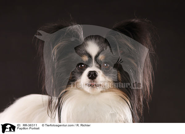Papillon Portrait / RR-36311