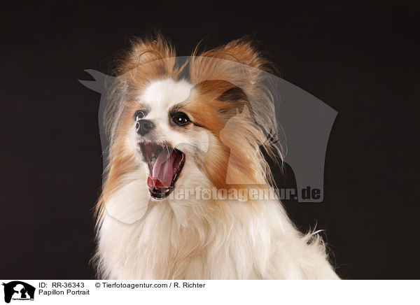 Papillon Portrait / Papillon Portrait / RR-36343