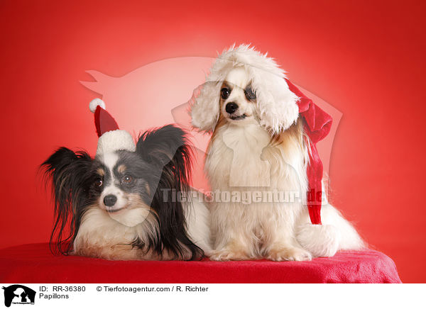 Papillons / Papillons / RR-36380