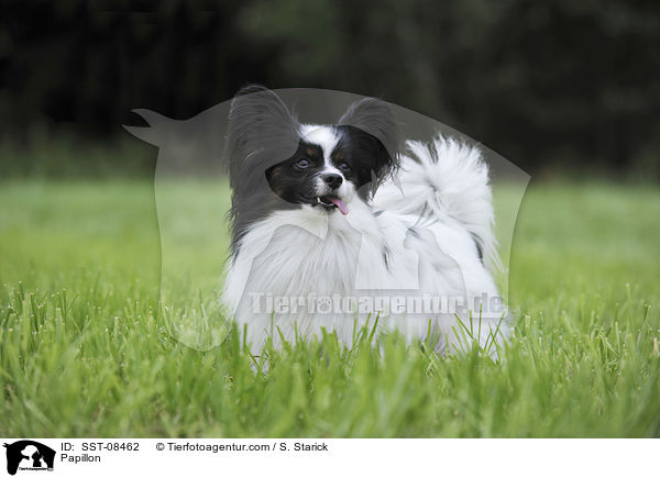 Papillon / Papillon / SST-08462