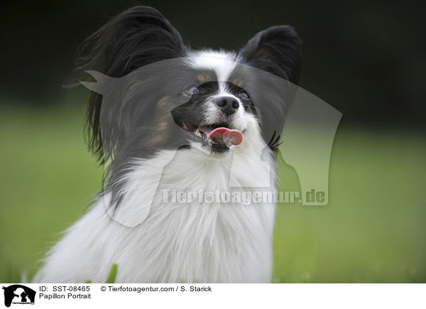 Papillon Portrait / Papillon Portrait / SST-08465
