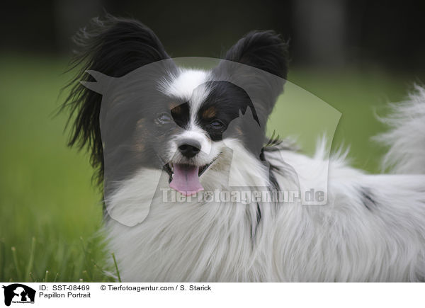 Papillon Portrait / Papillon Portrait / SST-08469