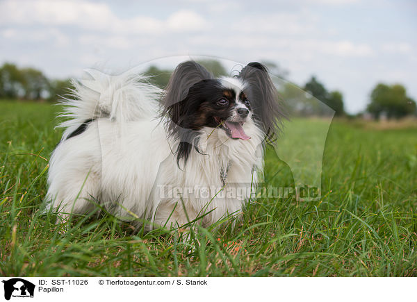 Papillon / Papillon / SST-11026