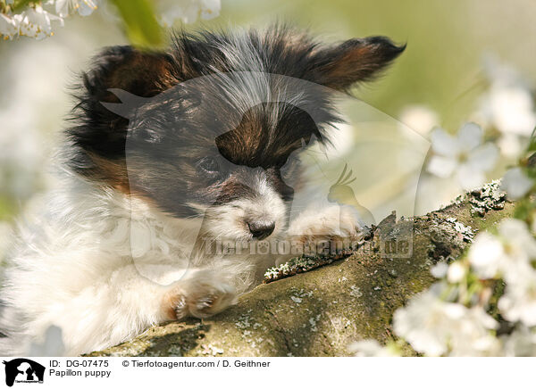 Papillon Welpe / Papillon puppy / DG-07475