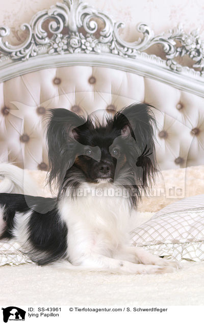 liegender Papillon / lying Papillon / SS-43961
