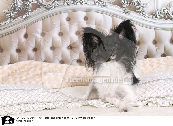 liegender Papillon / lying Papillon / SS-43964