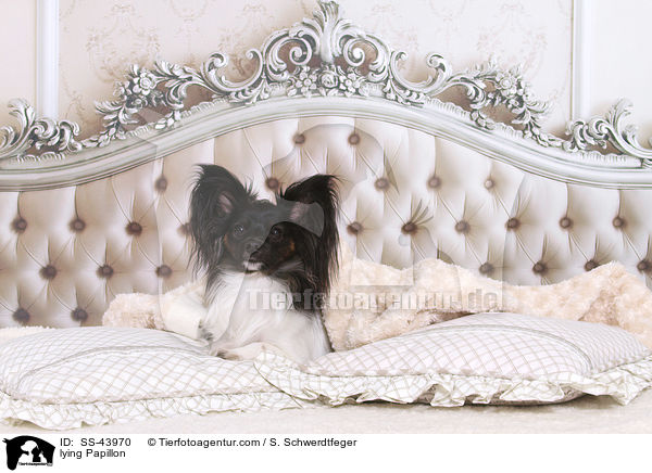 liegender Papillon / lying Papillon / SS-43970