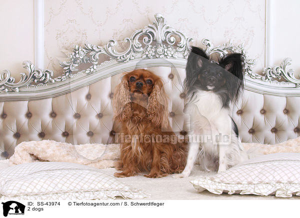 2 Hunde / 2 dogs / SS-43974