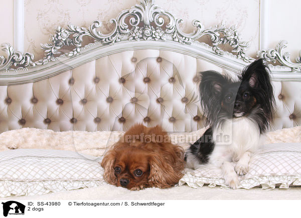 2 Hunde / 2 dogs / SS-43980