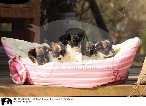 Papillon Welpen / Papillon Puppys / DG-08588
