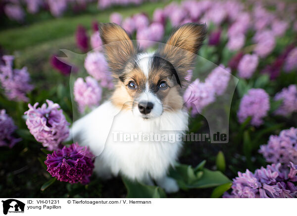 junger Papillon / young Papillon / VH-01231