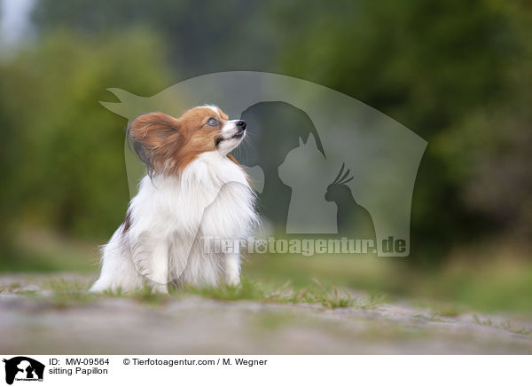 sitzender Papillon / sitting Papillon / MW-09564