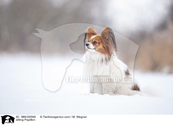 sitzender Papillon / sitting Papillon / MW-09588