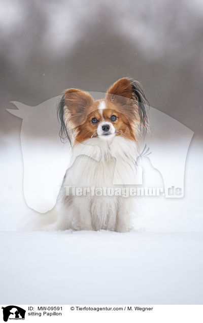 sitzender Papillon / sitting Papillon / MW-09591