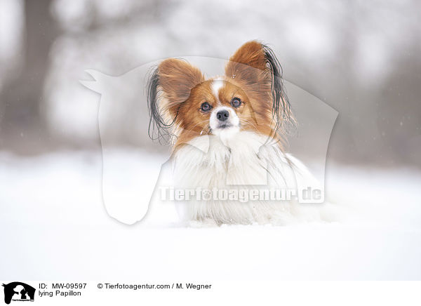liegender Papillon / lying Papillon / MW-09597