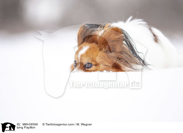 liegender Papillon / lying Papillon / MW-09599
