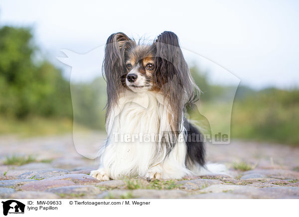 liegender Papillon / lying Papillon / MW-09633