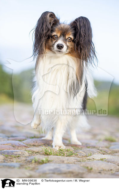 stehender Papillon / standing Papillon / MW-09636