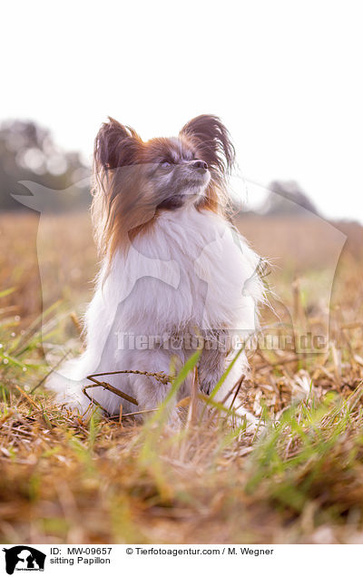 sitzender Papillon / sitting Papillon / MW-09657