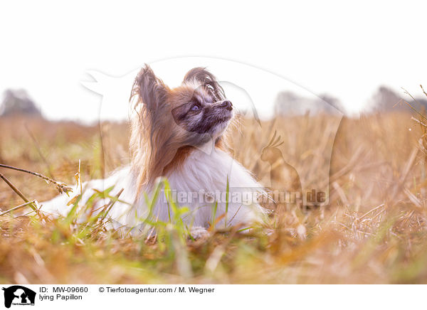liegender Papillon / lying Papillon / MW-09660