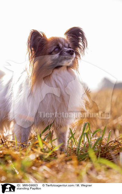 stehender Papillon / standing Papillon / MW-09663