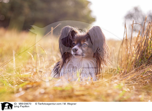 liegender Papillon / lying Papillon / MW-09670