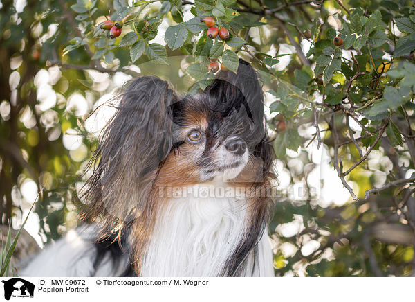 Papillon Portrait / Papillon Portrait / MW-09672
