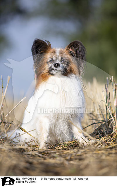 sitzender Papillon / sitting Papillon / MW-09684