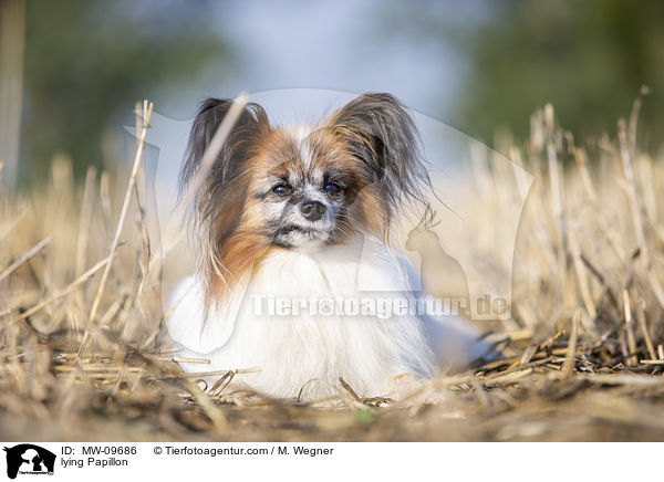 liegender Papillon / lying Papillon / MW-09686