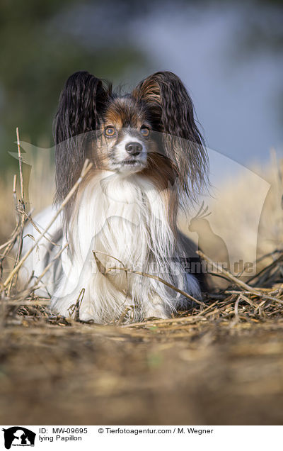 liegender Papillon / lying Papillon / MW-09695