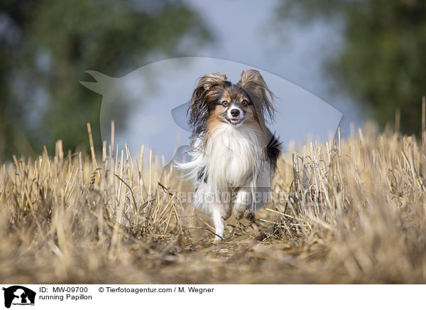 rennender Papillon / running Papillon / MW-09700